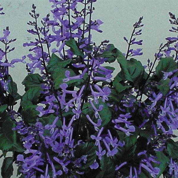 Mona Lavender