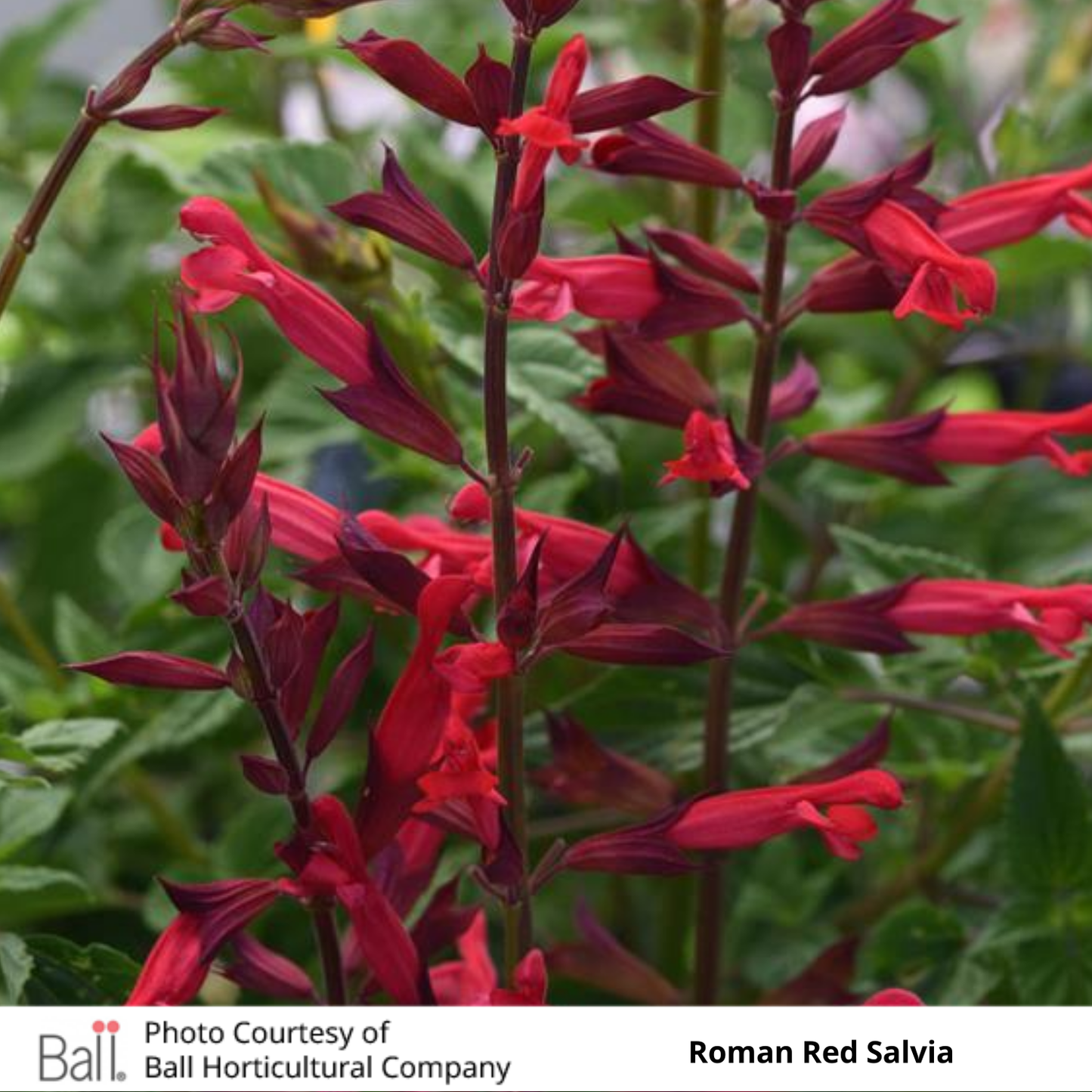 Salvia Roman Red