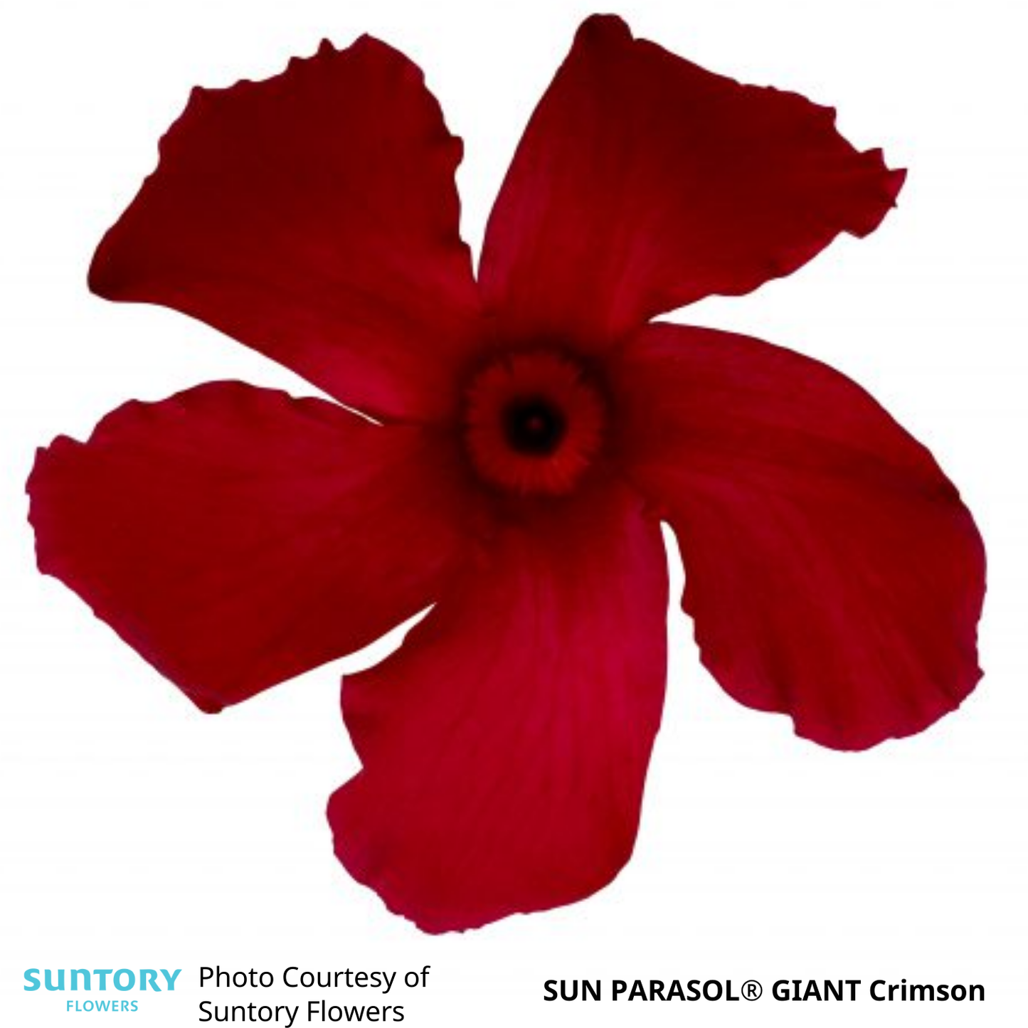 Mandevilla Sun Parasol®