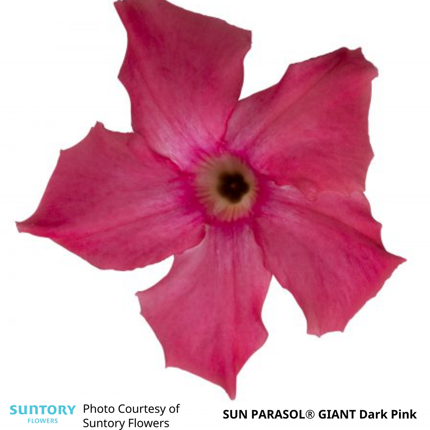 Mandevilla Sun Parasol®