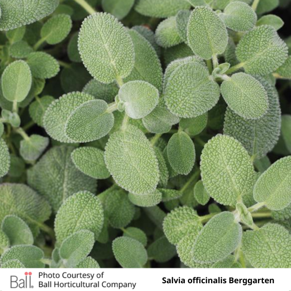 Sage Berggarten