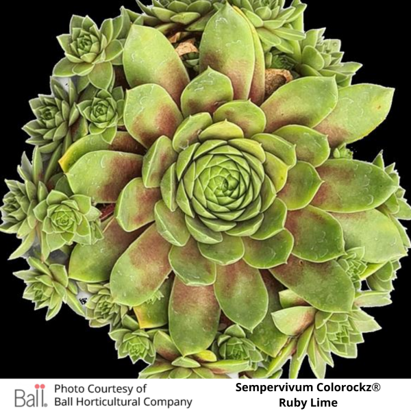 Sempervivum Colorockz®