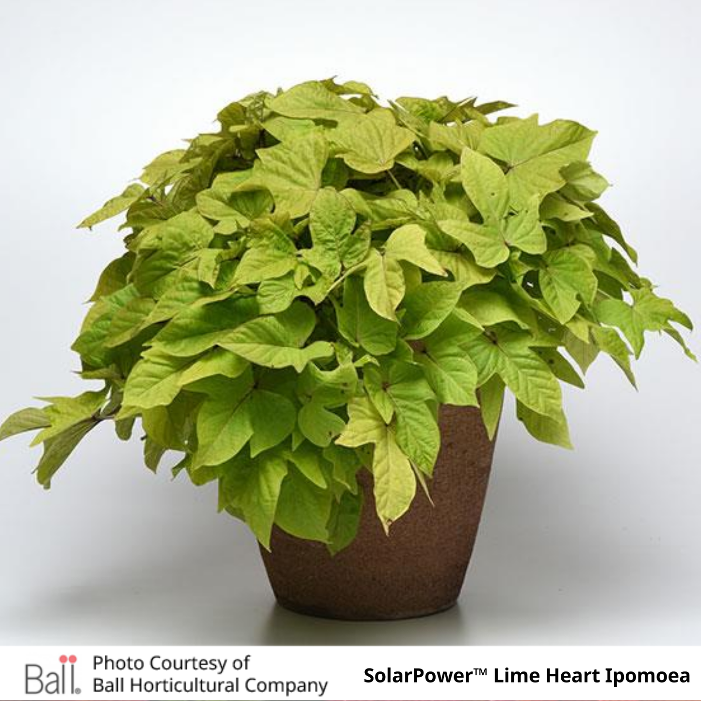Sweet Potato Ipomoea Vine Solar Power™