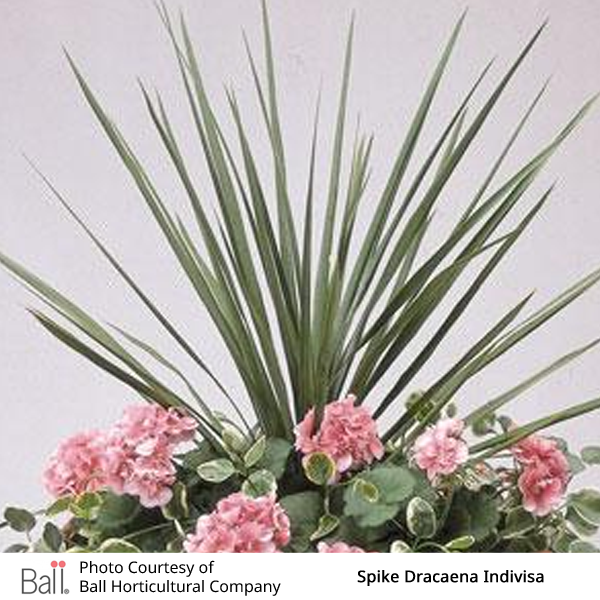 dracaena spike outdoors Dracaena Spike