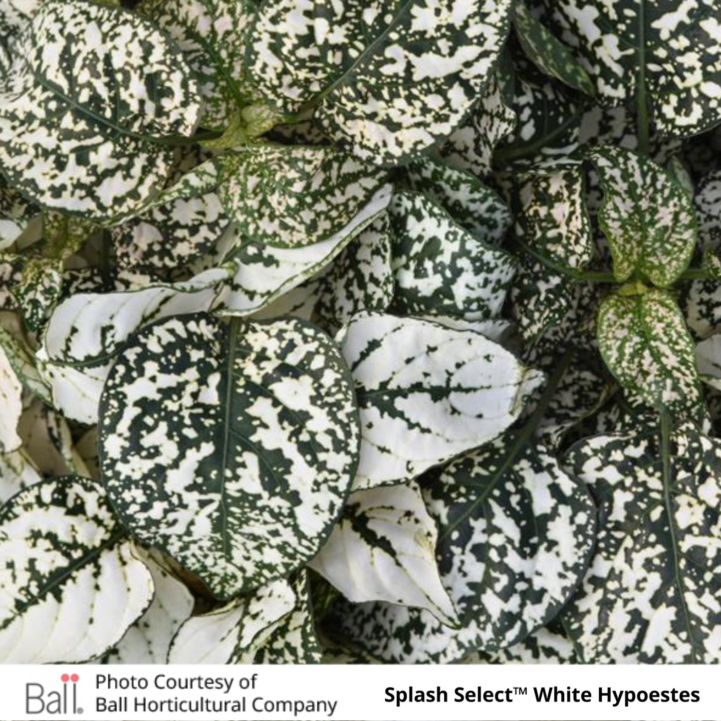 Hypoestes Splash Select™