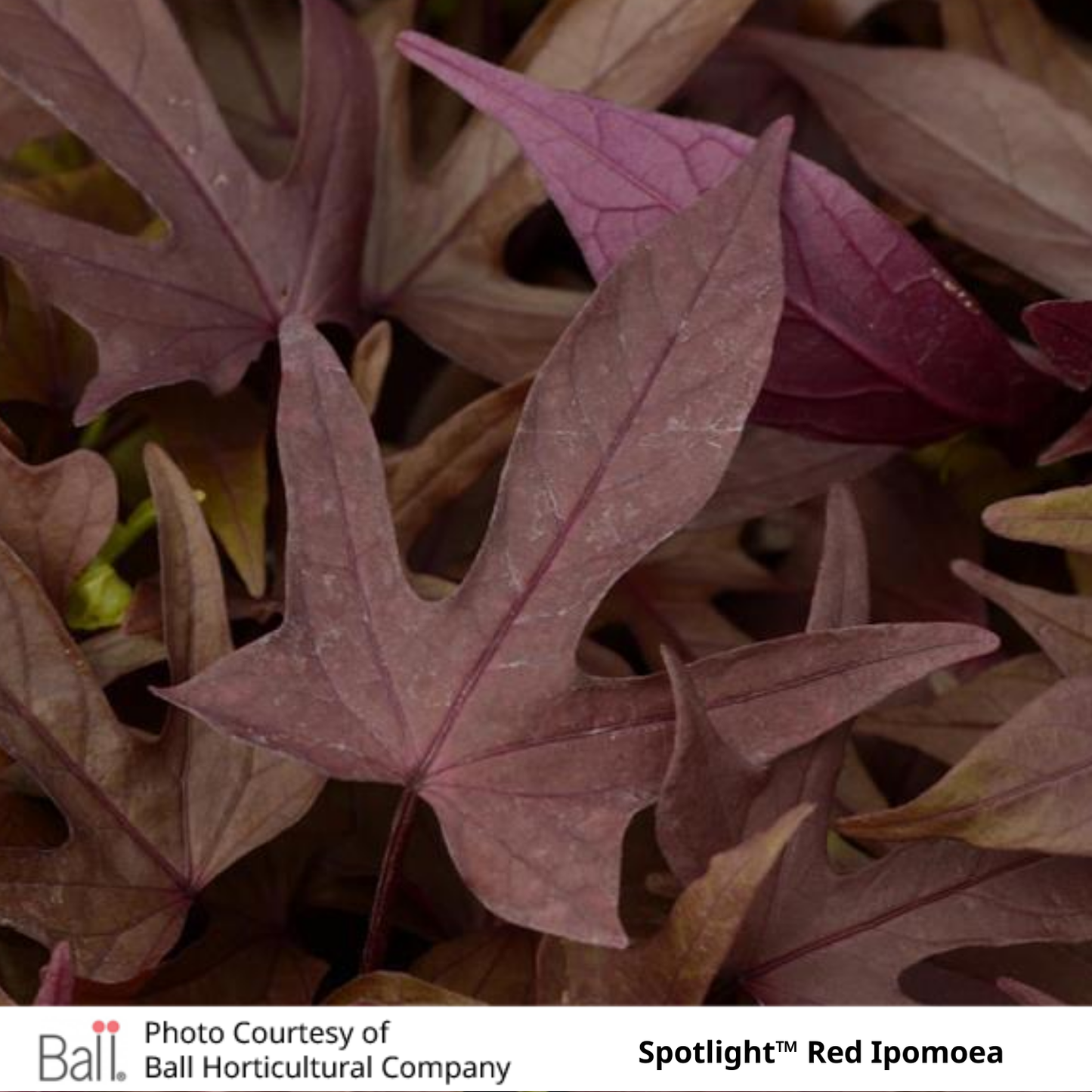 Sweet Potato Ipomoea Vine Spotlight™