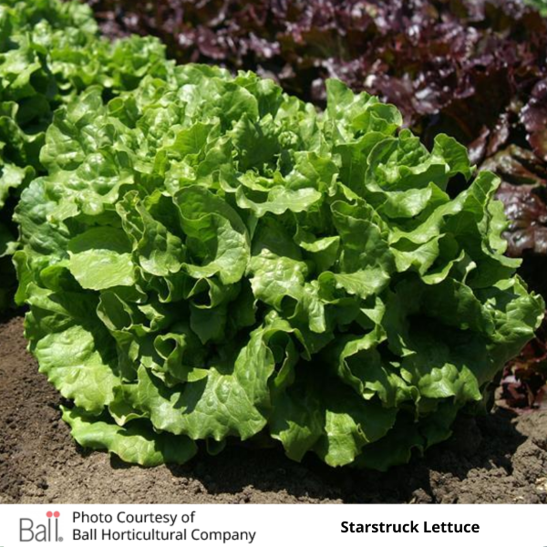 Lettuce Starstruck Green Leaf Pack