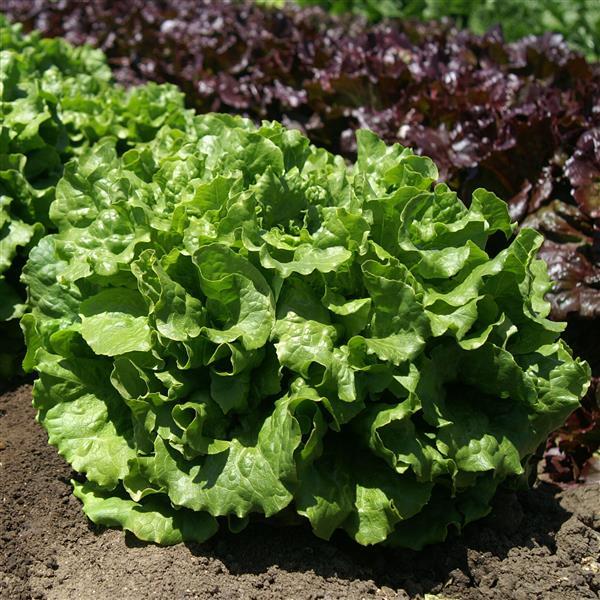 Lettuce Starstruck Green Leaf Pack