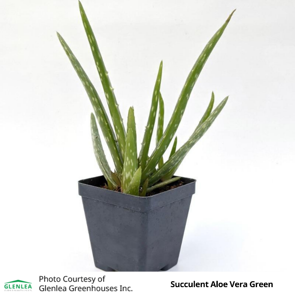 Succulent Aloe Vera