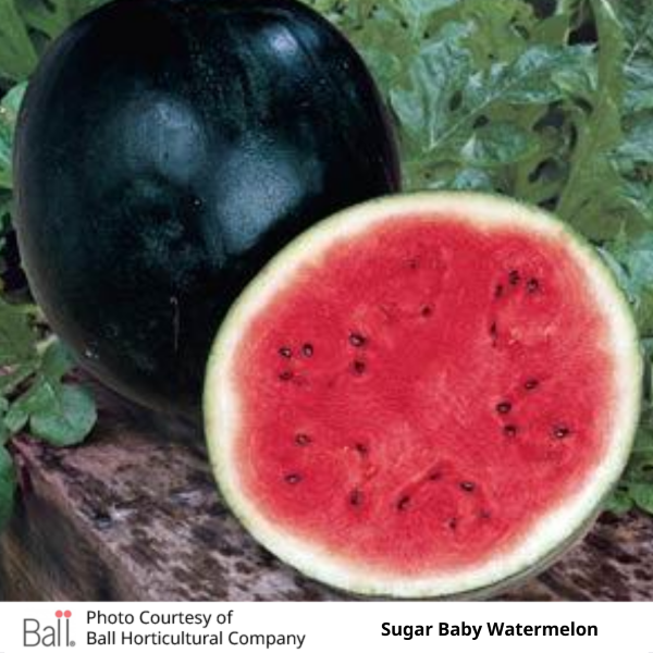 Watermelon Sugar Baby