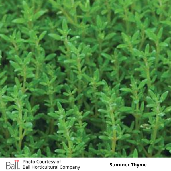 Thyme French Summer
