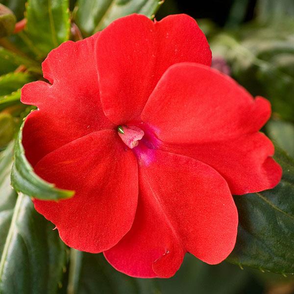 Impatiens SunPatiens® Compact