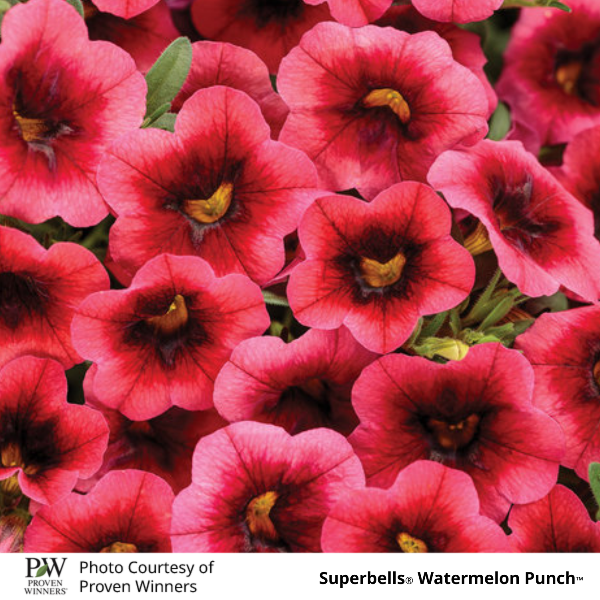 Superbells Watermelon Punch