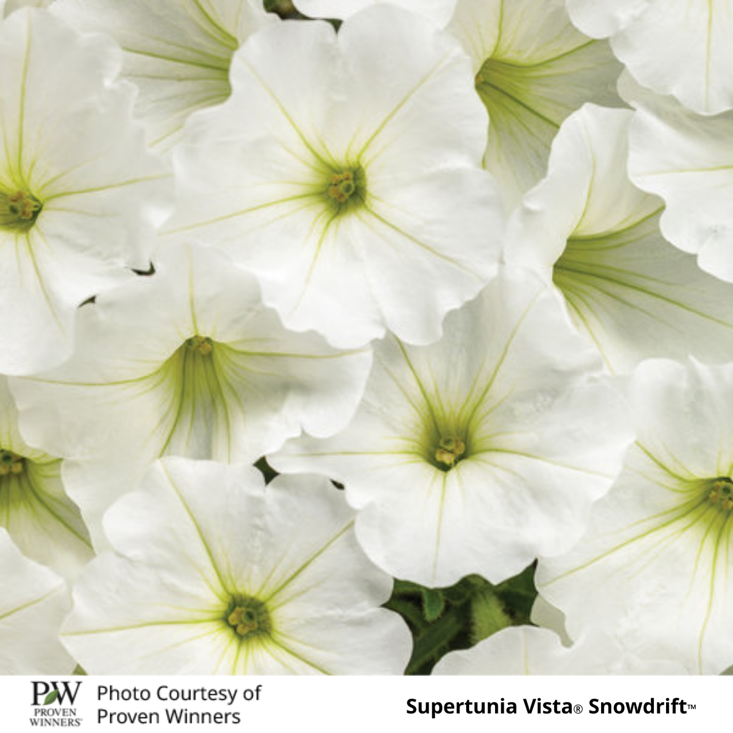 Petunia Supertunia®