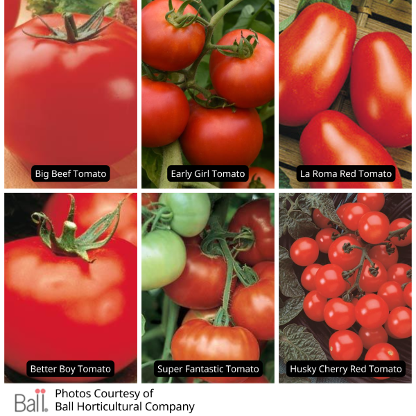 Tomato Value Pack