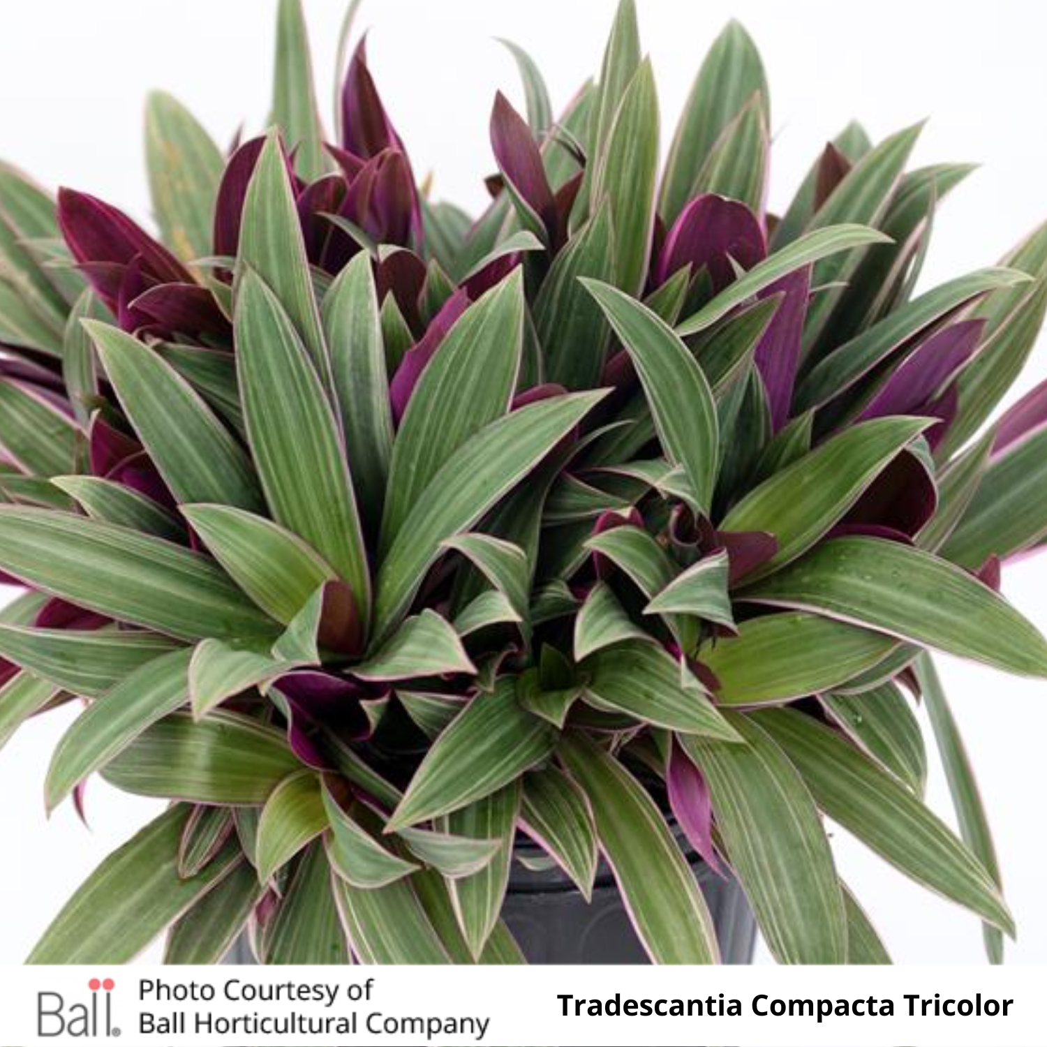 rhoeo tricolor succulent Tradescantia Compacta Tricolor Rhoeo