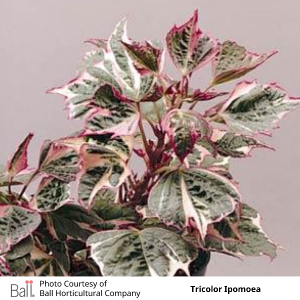 Tricolor Ipomoea Sweet Potato Vine