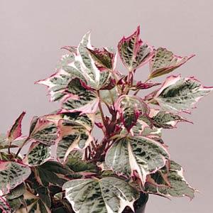 Sweet Potato Ipomoea Vine