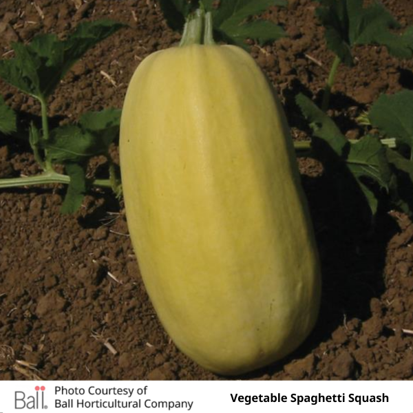 Squash Spaghetti