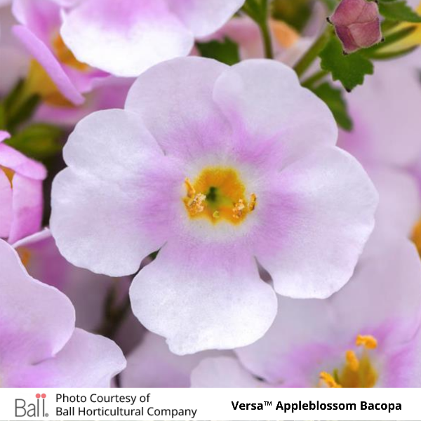 Versa Appleblossom Bacopa