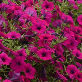 Petunia