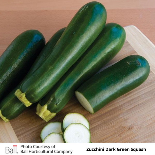 Zucchini