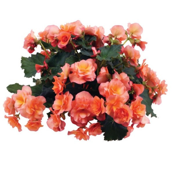 Apricot