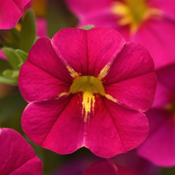 Fuchsia