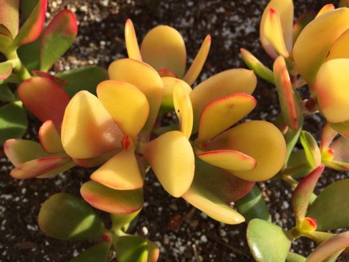 Crassula ovata sunshine