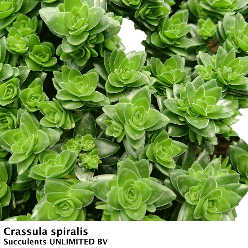 crassula spiralis