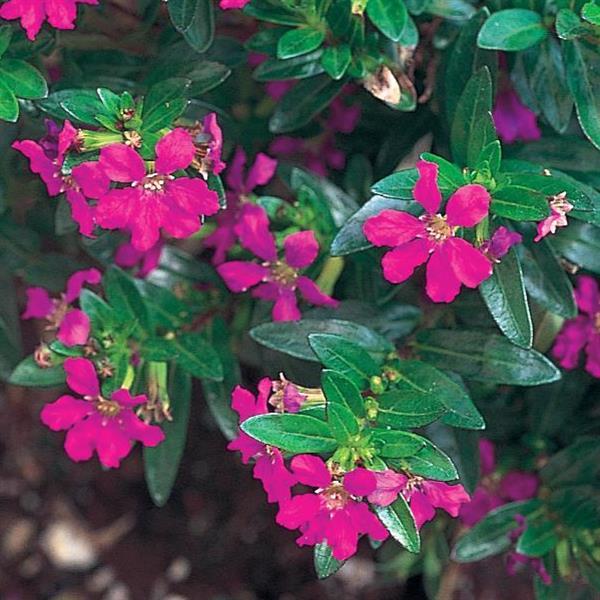 Cuphea Allyson Heather