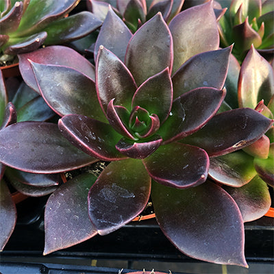 Echeveria Preta