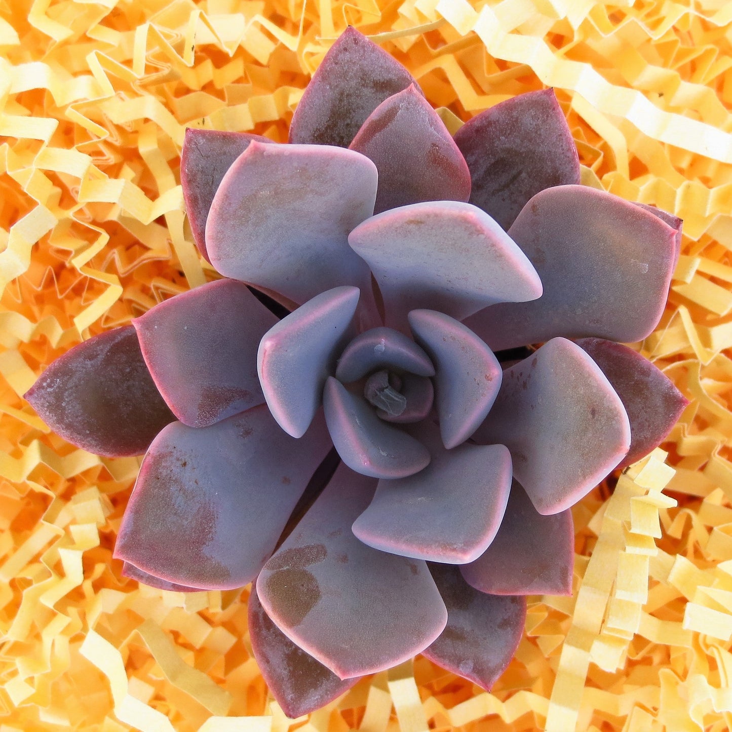 Echeveria debbie