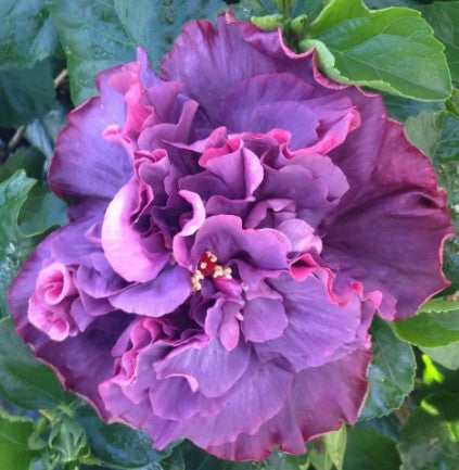 Cajun Bayou Rose