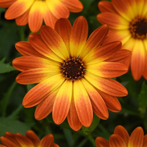 Orange Burst