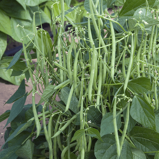 Patio Beans Mascotte