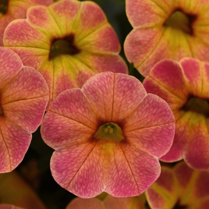 Diva Apricot