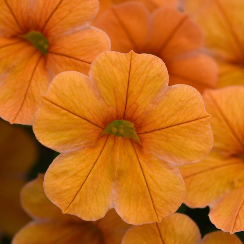 Tangerine