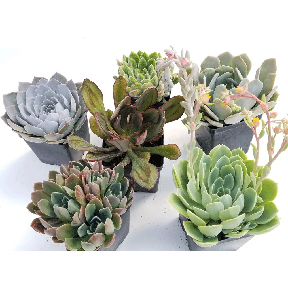 Echeveria Growers Choice