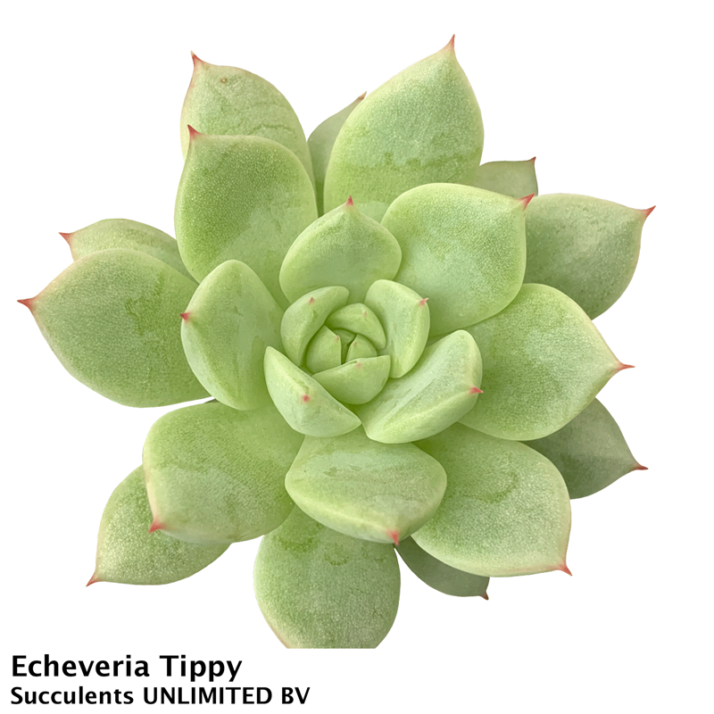 Echeveria tippy