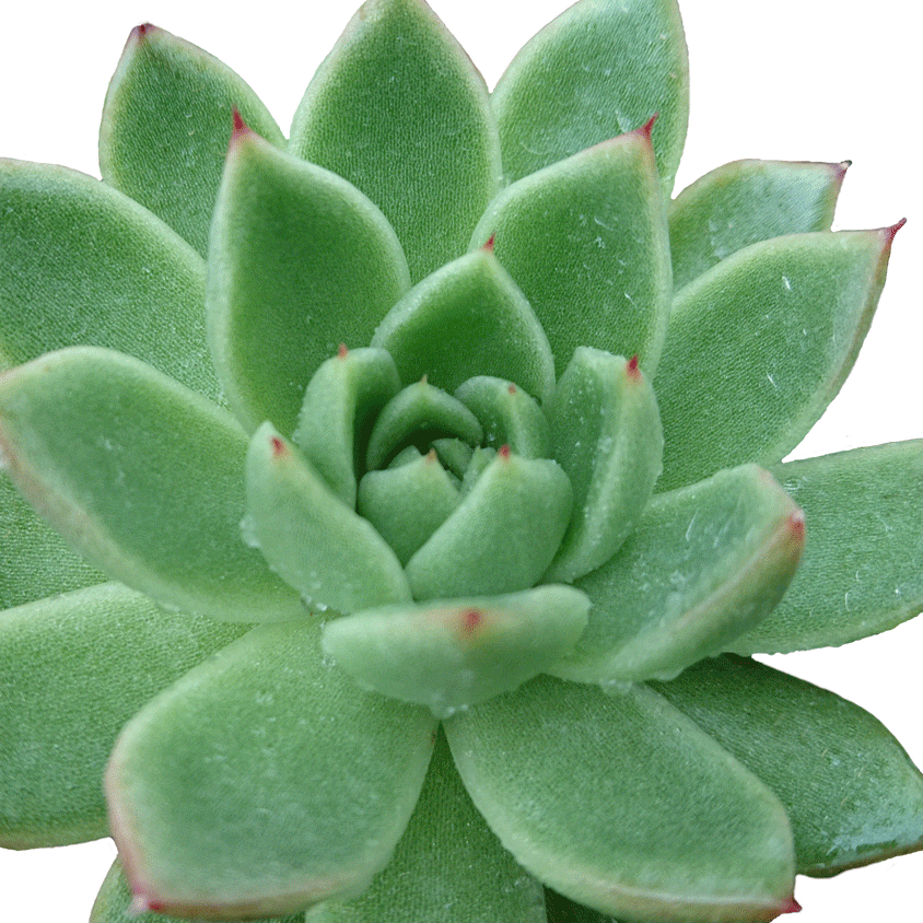 Echeveria Agavoides