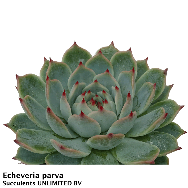 Echeveria Parva