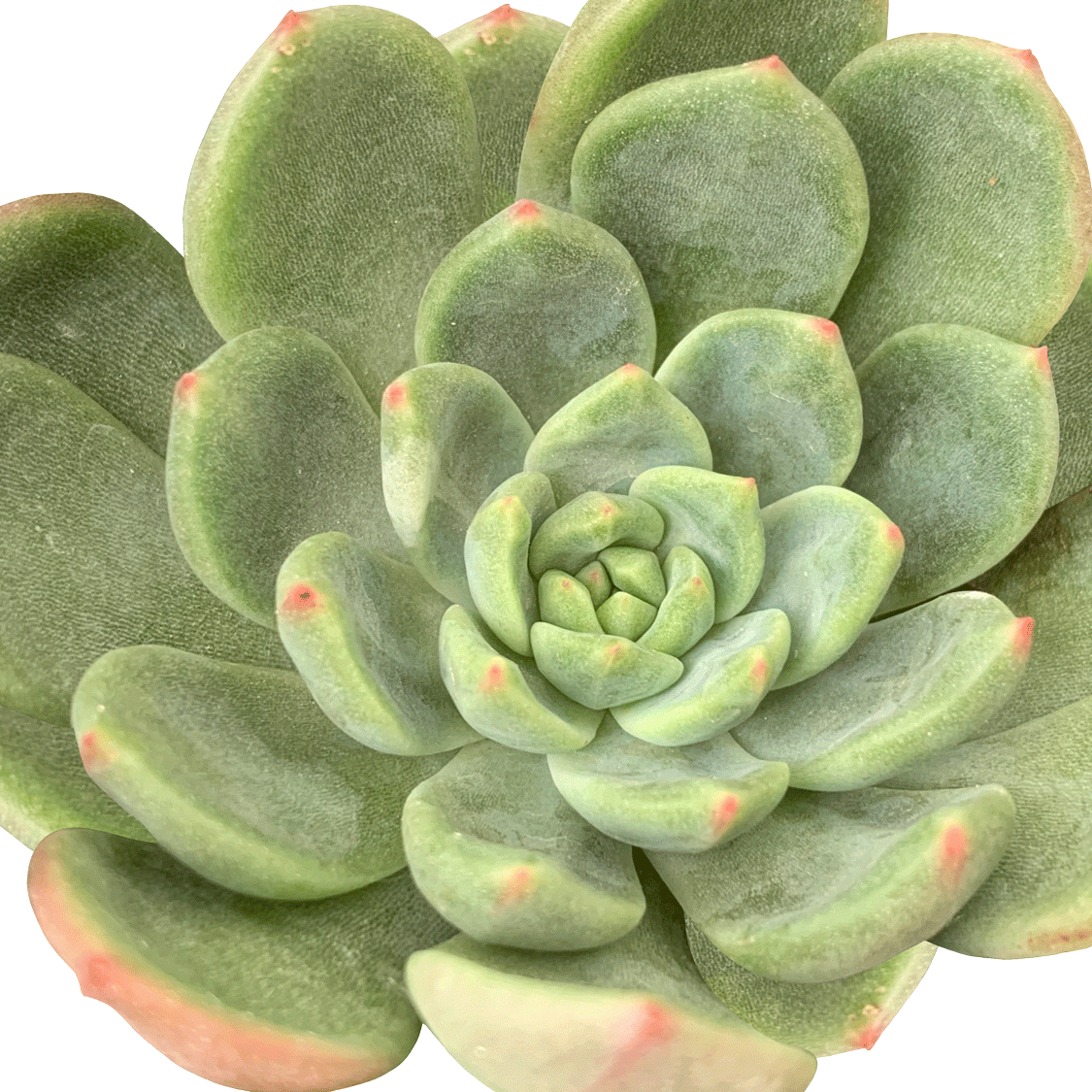 Echeveria Pinguin