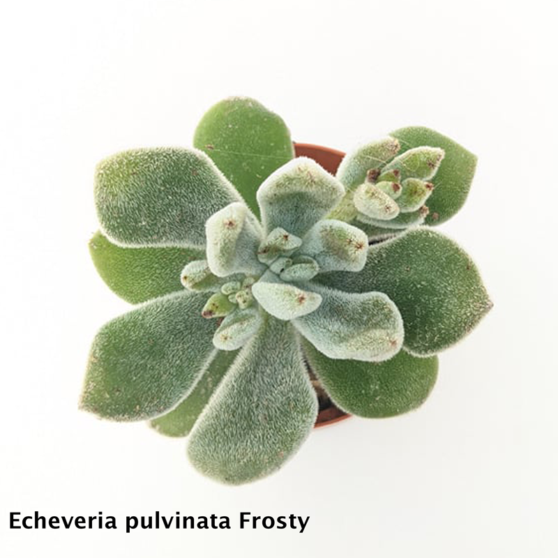 Echeveria Pulvinata Frosty