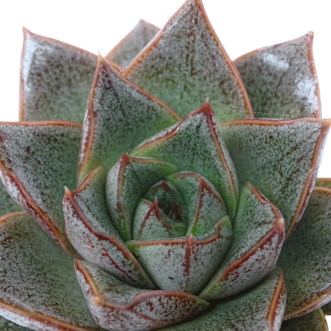 Echeveria purpusorum