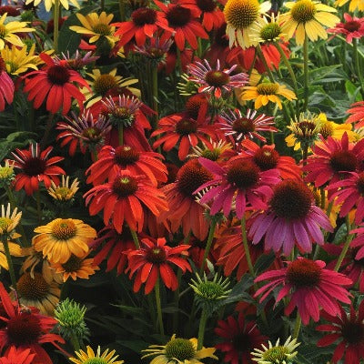 Echinacea Cheyenne