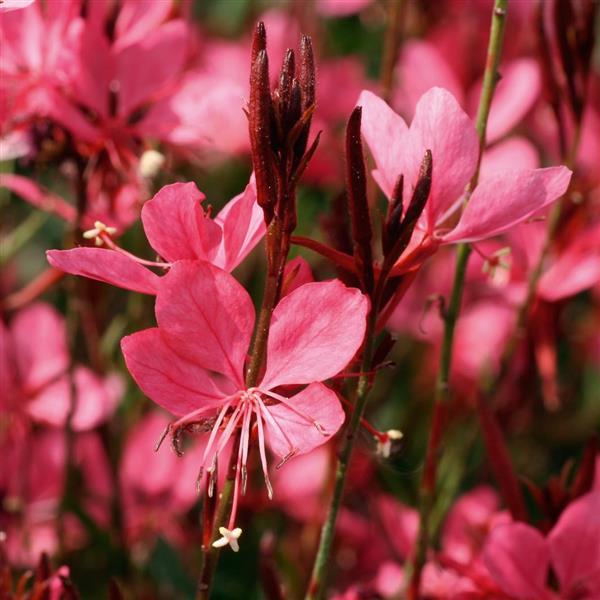 Dark Pink