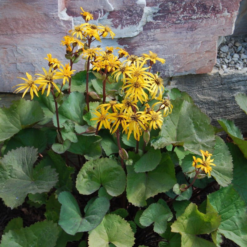 Ligularia Othello