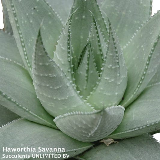 Haworthia Savanna