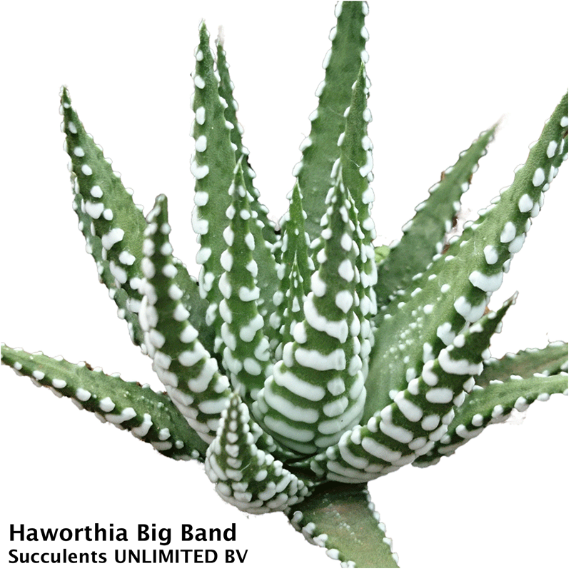succulents unlimited bv Haworthia – Glenlea Greenhouses